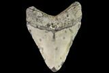 Fossil Megalodon Tooth - North Carolina #109669-2